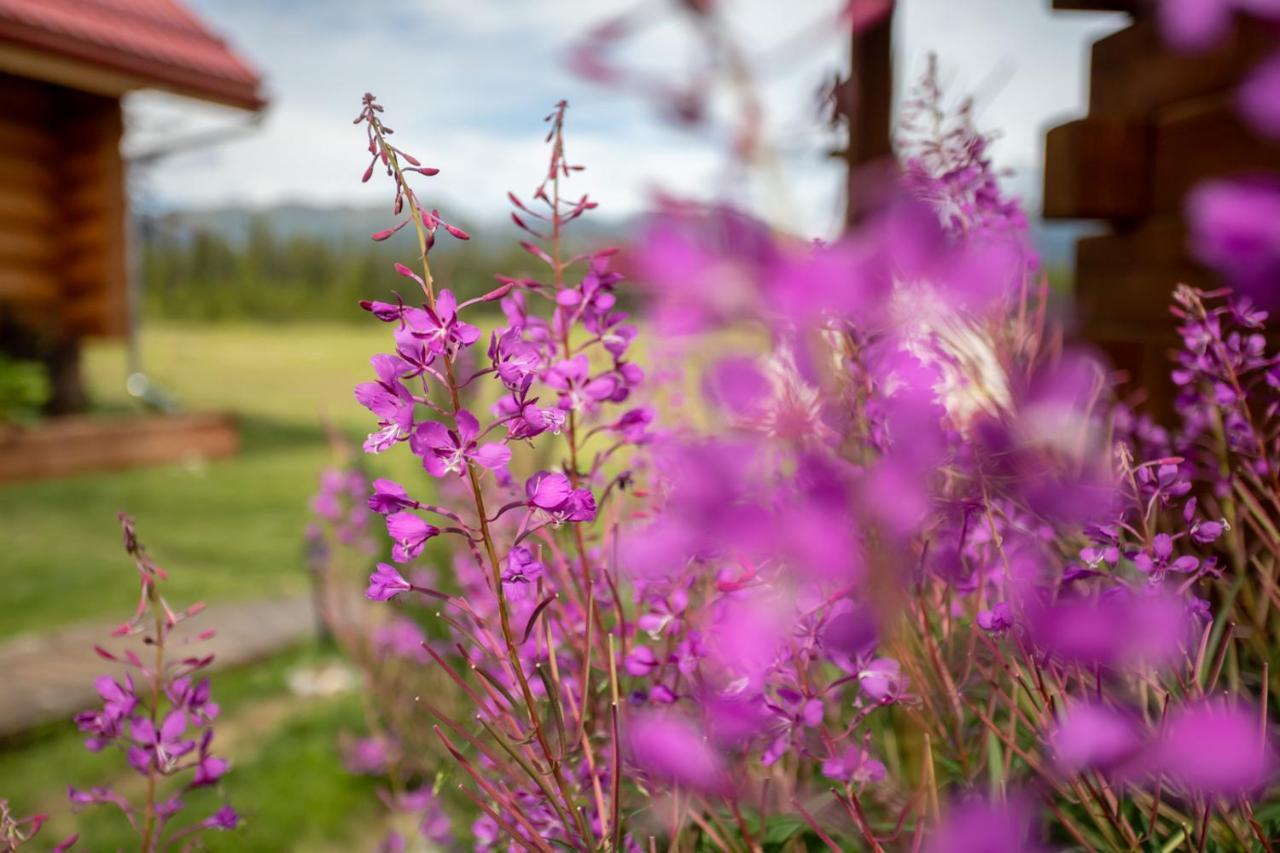 Bed & Breakfast Northern Lights &